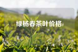 绿杨春茶叶价格