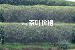 twg茶叶价格