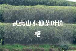 武夷山水仙茶叶价格