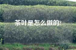 茶叶是怎么做的?