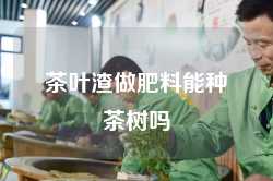 茶叶渣做肥料能种茶树吗