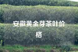 安徽黄金芽茶叶价格